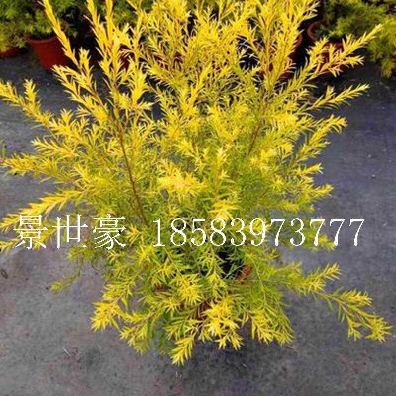 成都四季常绿植物球形千层金苗庭院观赏植物黄金串钱柳树黄金宝树