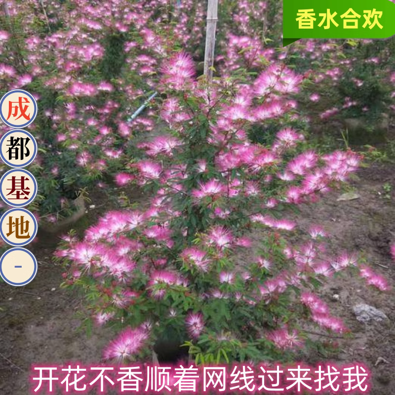 香水合欢味细叶粉扑花期久园艺耐寒耐旱庭院阳台盆栽观赏苗绿植