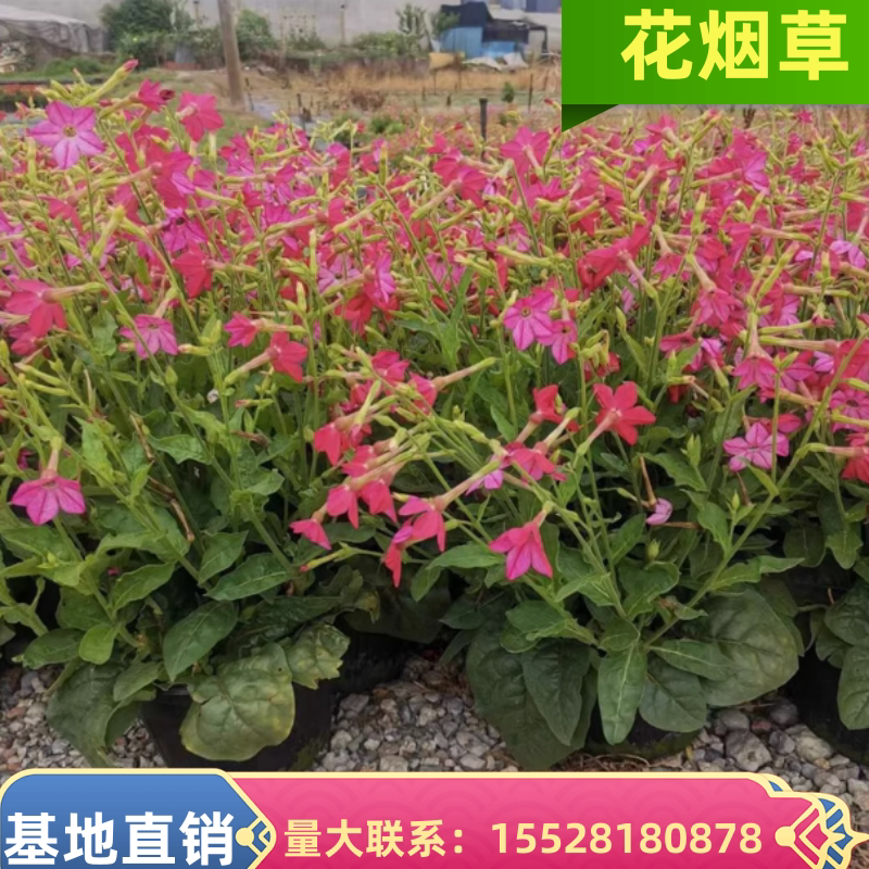 花烟草私语香水系列盆栽苗多年生宿根花园花境植物草花量大花期长