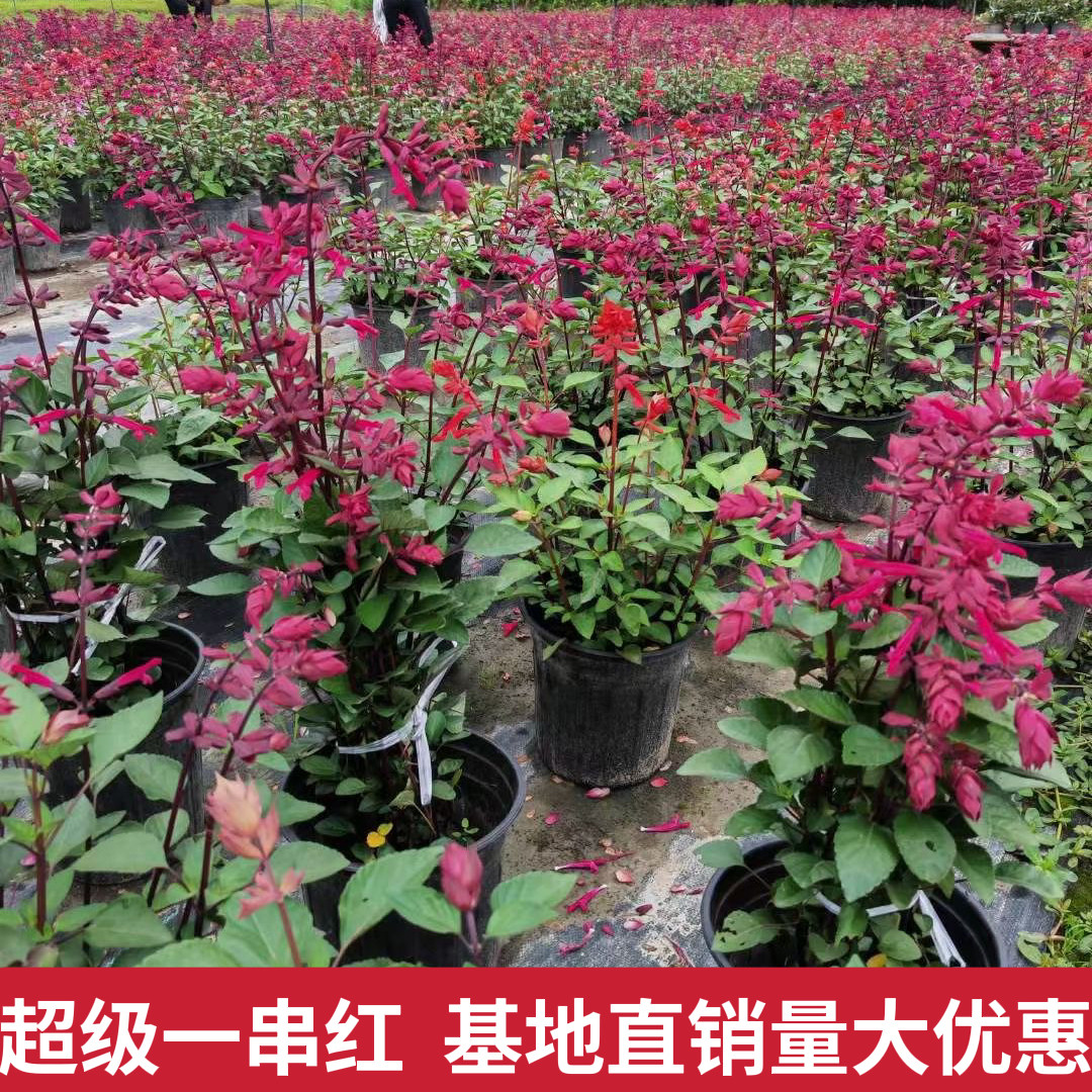 超级一串红花苗盆栽串串红室外阳台庭院绿化耐晒耐热花卉四季开花