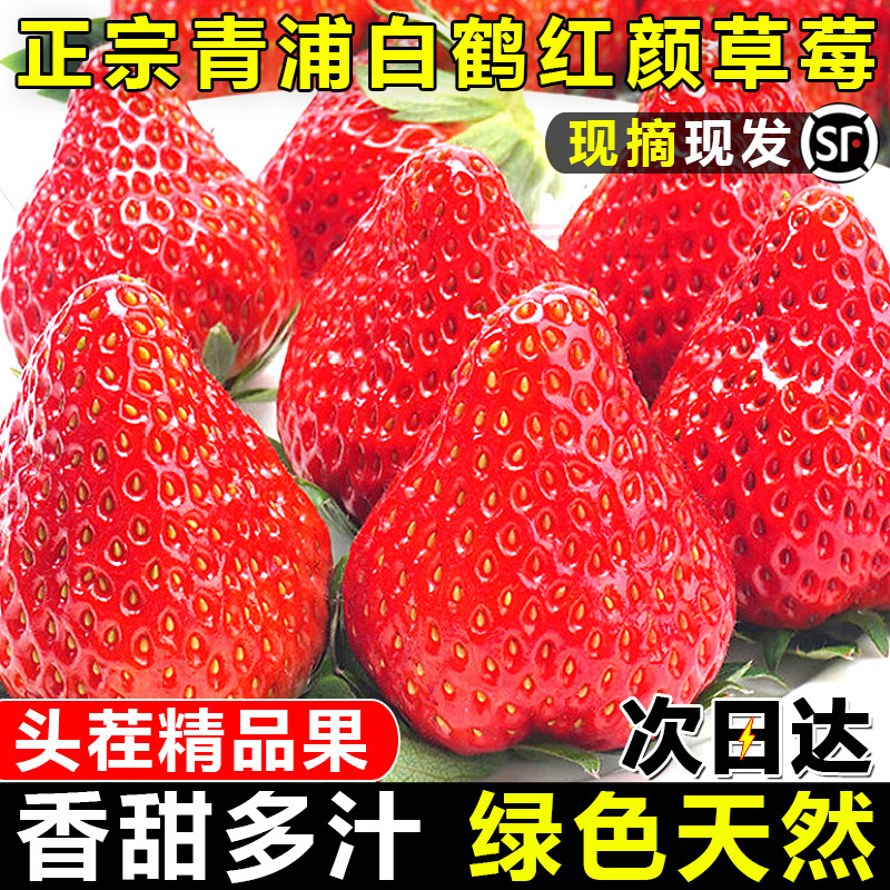 正宗白鹤赵屯红颜奶油草莓新鲜水果现摘孕妇上海当季青浦草莓大甜