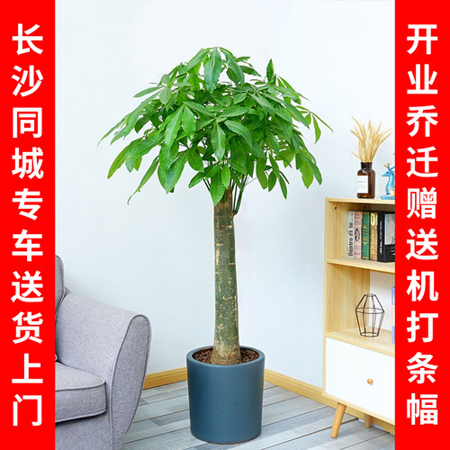 长沙同城发财树盆栽室内办公绿化