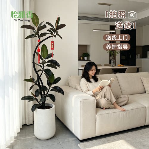 长沙同城送货造型黑金刚橡皮树