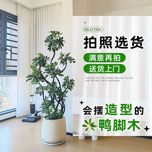 长沙造型鸭脚木客厅大盆栽本地