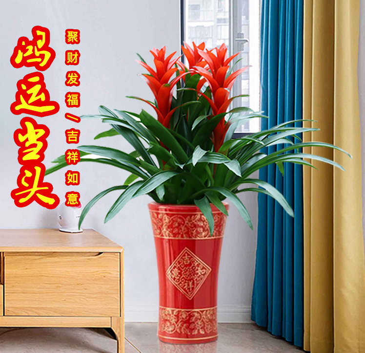 怡雅香红星鸿运当头盆栽花卉办公室送礼植物阳台否防辐射净化空气