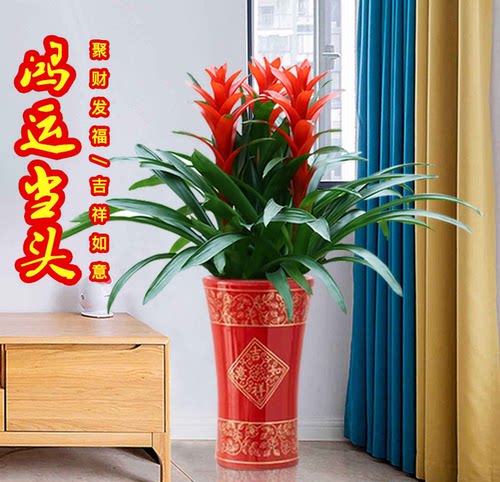 凤梨盆栽观叶植物客厅四季开花