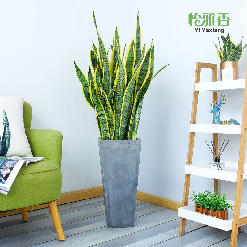 怡雅香虎皮兰盆栽虎尾兰室内植物大型绿植/成品组合盆