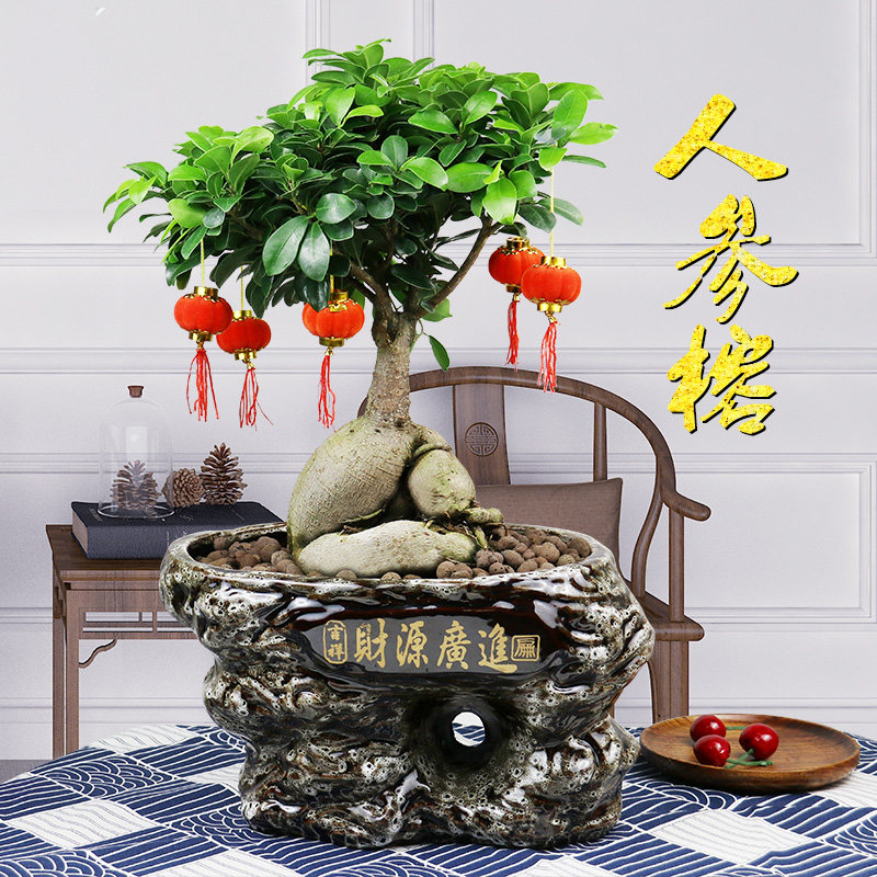 人参榕树盆景树桩室内客厅办公桌植物花卉盆栽净化空气吸甲醛长沙