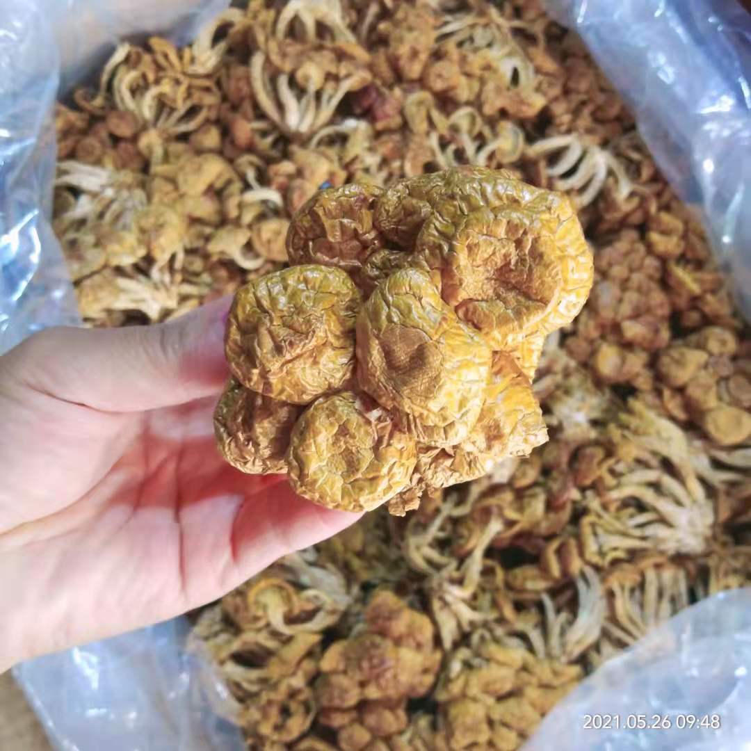 干滑子菇采集鲜货晾晒干货煲汤食特色干货及养生干料