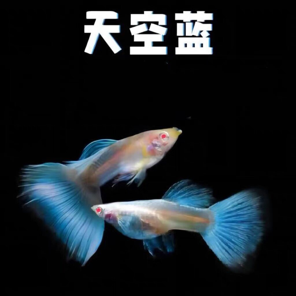 天空蓝孔雀鱼热带观赏鱼活体练手入门凤尾鱼淡水好养耐活小型鱼