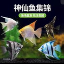 神仙鱼大型燕鱼秘鲁三色热带鱼活体观赏鱼小型鱼淡水七彩神仙鱼苗