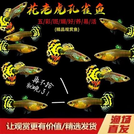 孔雀鱼热带观赏宠物鱼小型胎生鱼淡水入门稀有孔雀鱼活体