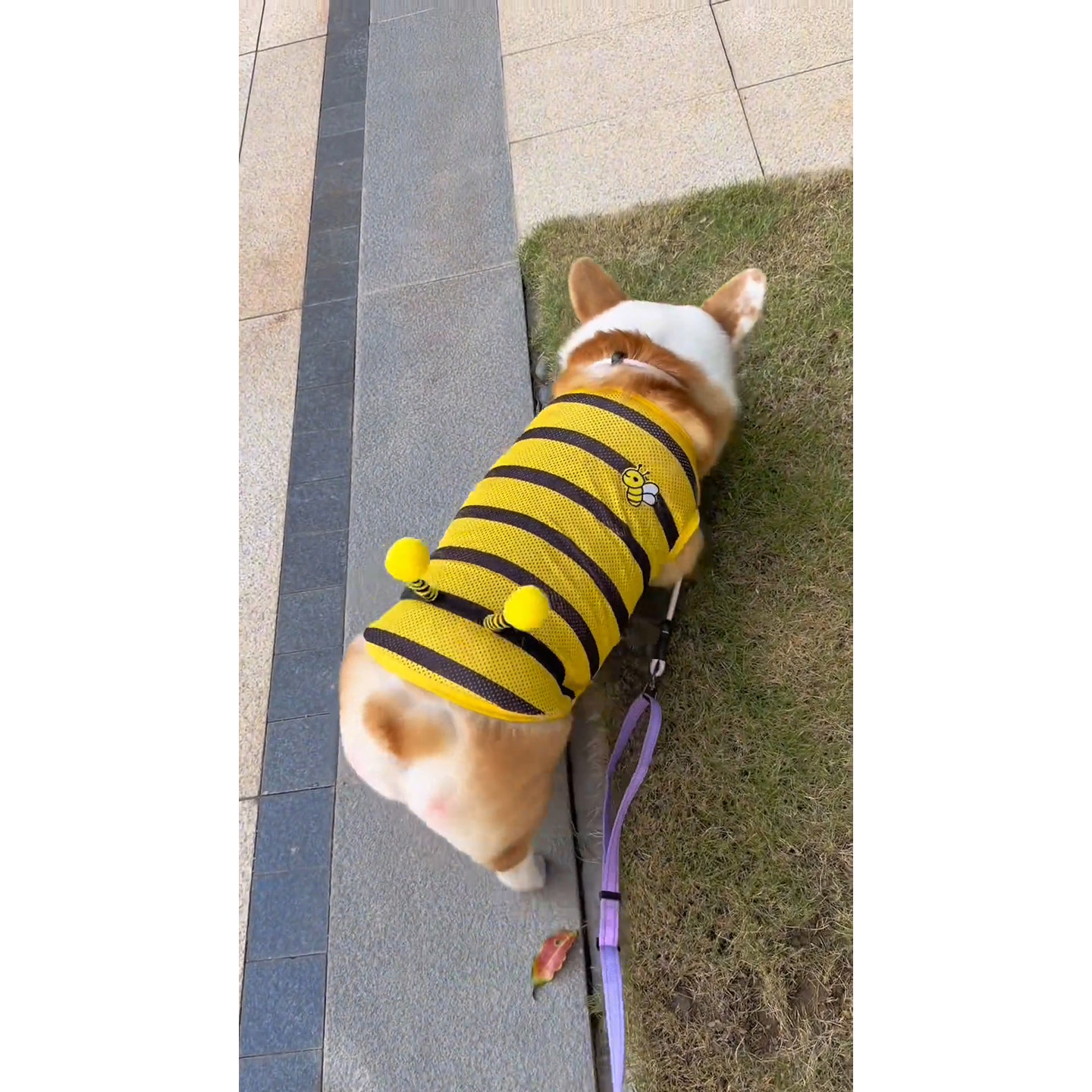 柯基柴犬比熊狗狗衣服夏天网红网眼背心蜜蜂防掉毛防晒防脏凉凉衣