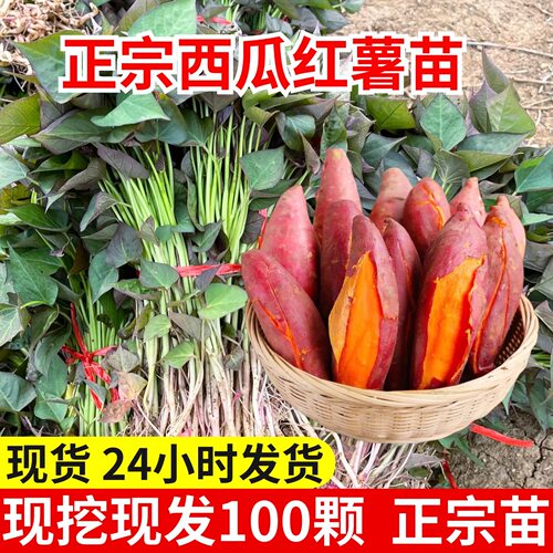 正宗烟薯25号蜜薯苗红心红薯苗脱毒紫罗兰苗原种地瓜苗糖心番薯苗