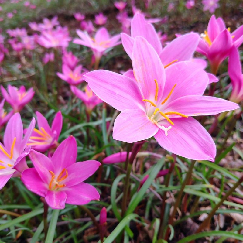 【15球装】粉色风雨兰种球种子 葱兰韭兰石蒜花阳台花卉绿植盆栽