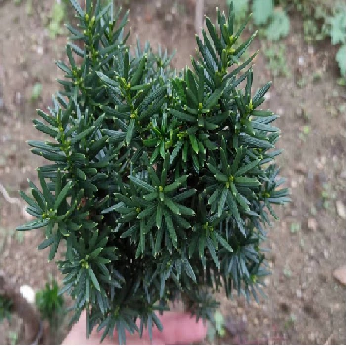 日本精品红豆杉多头杉盆景释放氧气耐寒紫杉东北红豆杉办公室