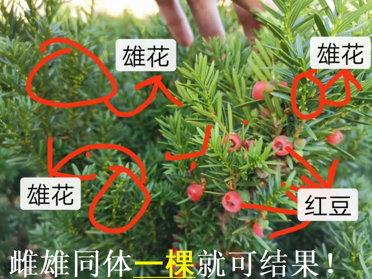 东北红豆杉甄选10K凤仙花泡酒指甲花种籽地亚耐阴包邮释放氧气