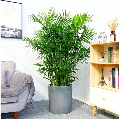 夏威夷椰子大型盆栽绿植办公室客厅乔迁开业上海同城配送