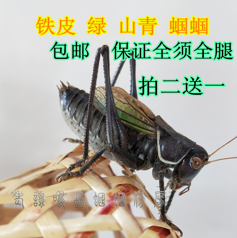 新蜕超大平谷铁皮蝈蝈山青翠绿蝈蝈鸣虫蛐蛐叫蚰子爬宠别样小宠物