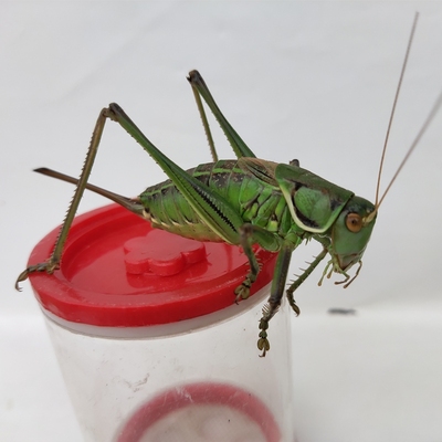 大个铁皮繁殖品种山青蚰子爬虫