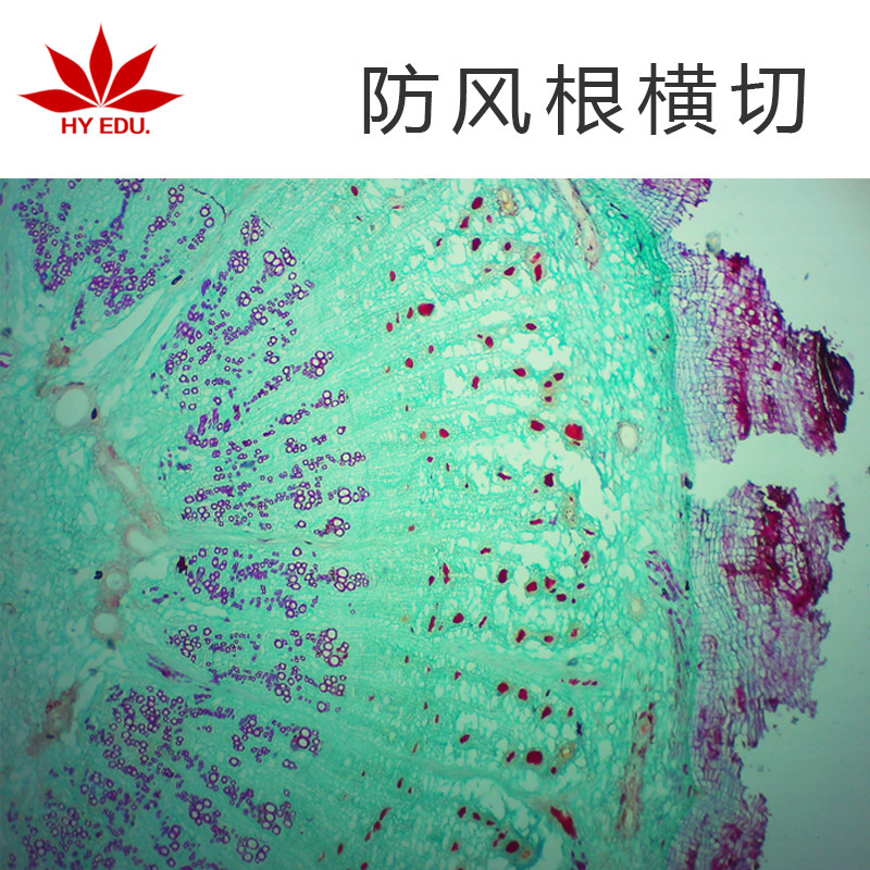防风根横切显微镜生物标本切片玻璃载玻片植物细胞学生实验