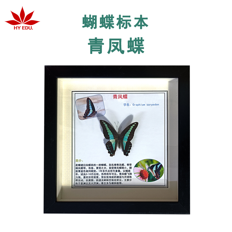 青凤蝶标本相框真蝴蝶标本教学科普家居摆件挂画装饰画