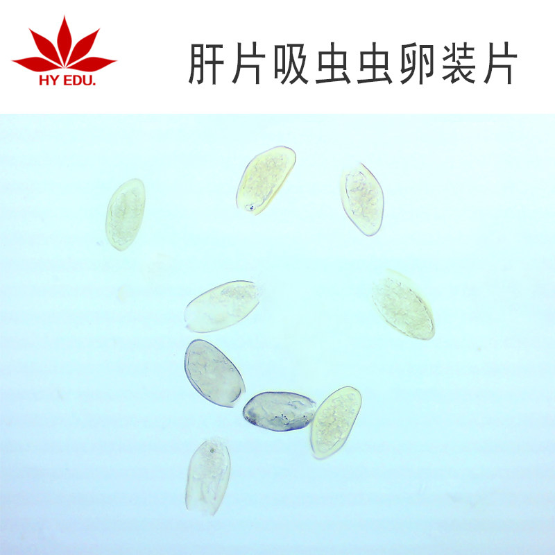 显微镜生物切片 肝片吸虫虫卵装片 寄生虫类 教学展示 成像清晰