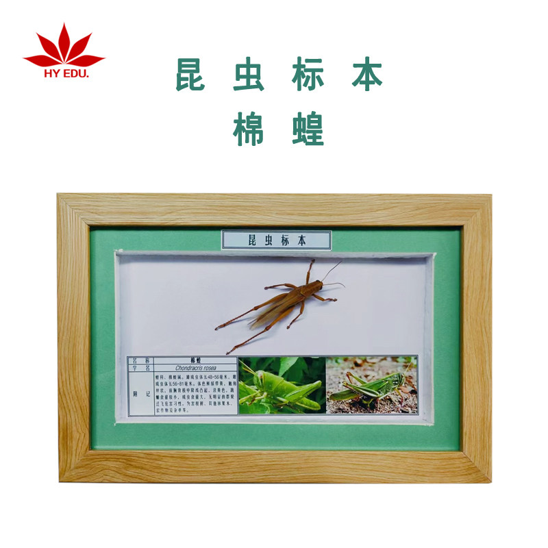 红叶教仪昆虫类标本蝶类真实标本科普教学展示真虫展示棉蝗标本