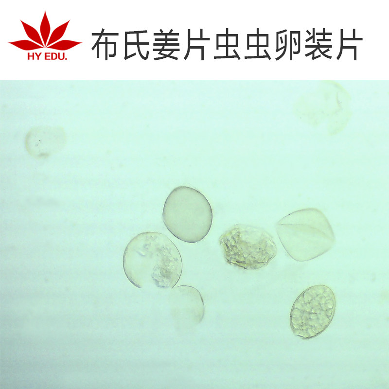 显微镜生物切片 布氏姜片虫虫卵装片 寄生虫类 教学展示 成像清晰