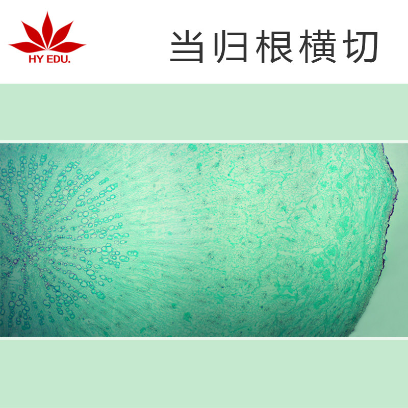 当归根横切 显微镜生物标本切片玻璃载玻片植物细胞学生实验
