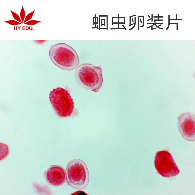 显微镜生物切片 蛔虫卵装片 寄生虫类 教学展示 成像清晰