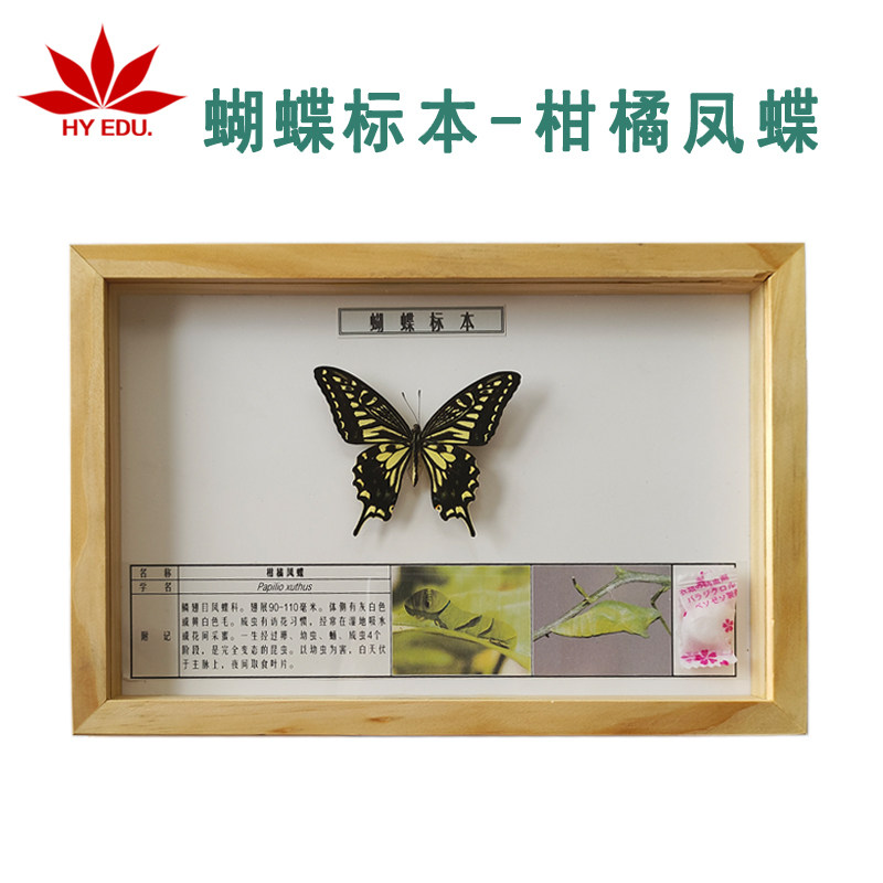 【昆虫类】柑橘凤蝶标本  生物教学  科普教学