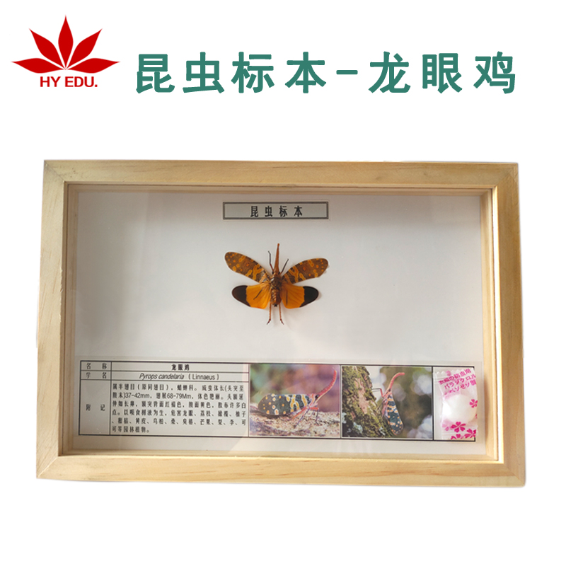 【昆虫类】生物教学真虫展示细节完整科普教学龙眼鸡标本