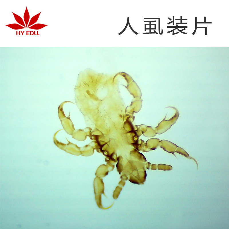 显微镜生物切片 人虱装片 寄生虫类 教学展示 成像清晰