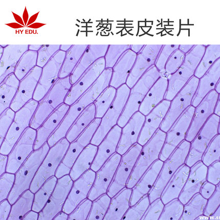 洋葱表皮装片草本植物茎生物切片标本不含盒显微镜配套生物玻片