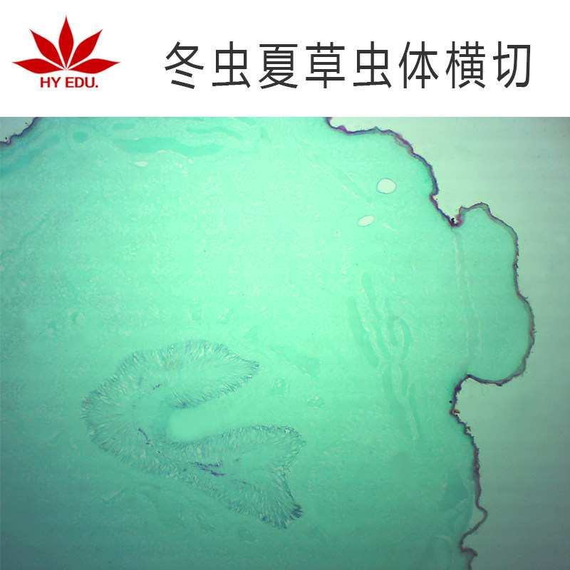 冬虫夏草虫体横切  植物细胞切片 镜下观察结构清晰 学生实验