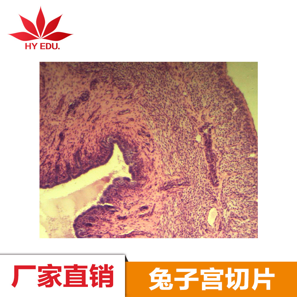 显微镜玻片 动物类切片  兔子子宫切片
