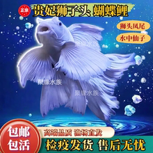台湾贵妃蝴蝶鲤冷水观赏鱼石膏白大鳍球体狮头长尾淡水纯种鱼苗