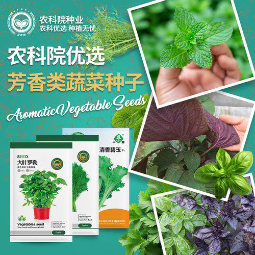 蔬菜罗勒小茴香椿四季薄荷种子