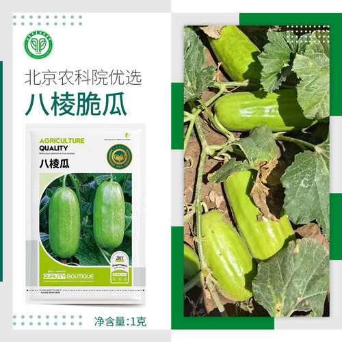 农科院八棱瓜种子八棱脆棱子酥