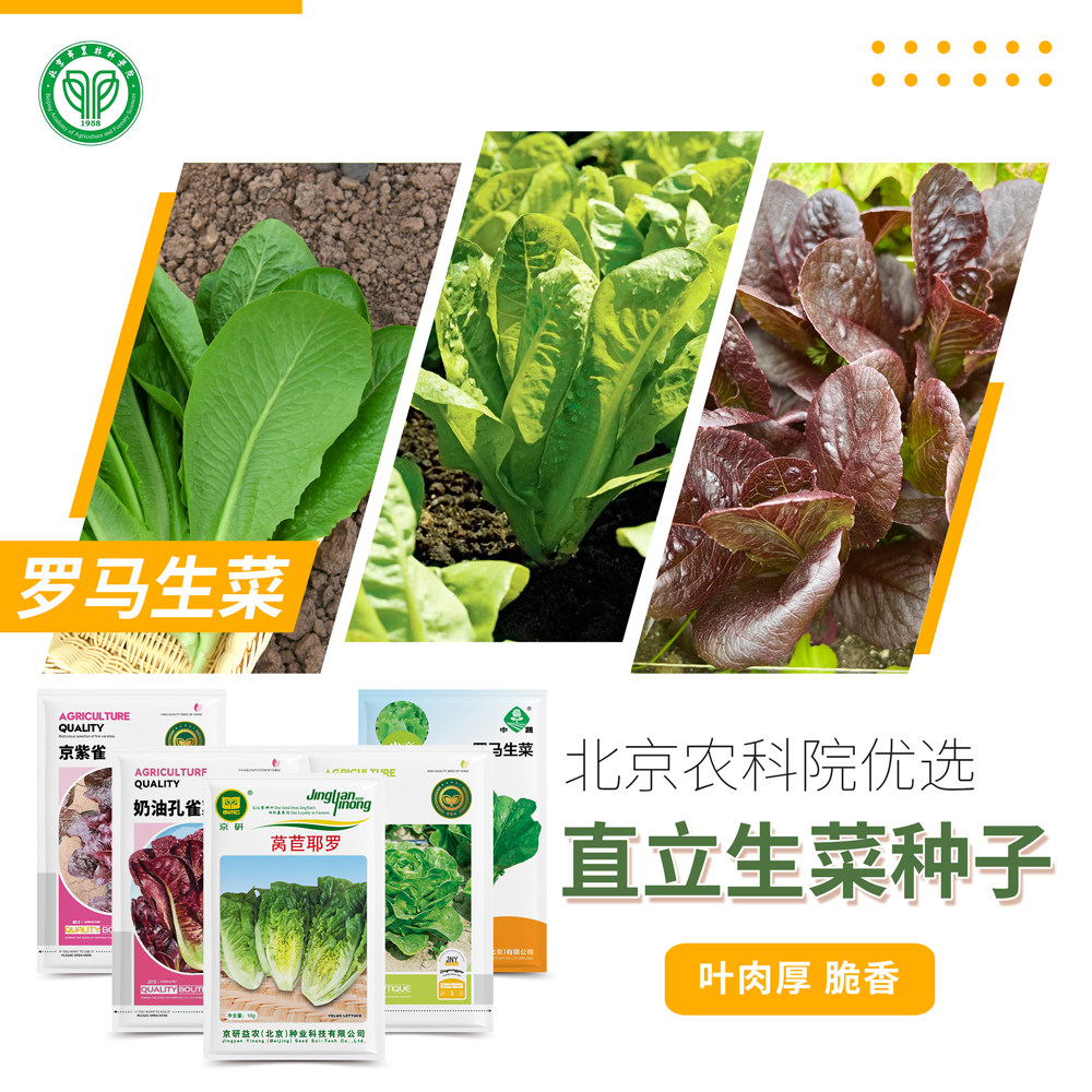 北京农科院生菜种子罗马直立生菜紫孔雀菜露地阳台盆栽沙拉菜种籽