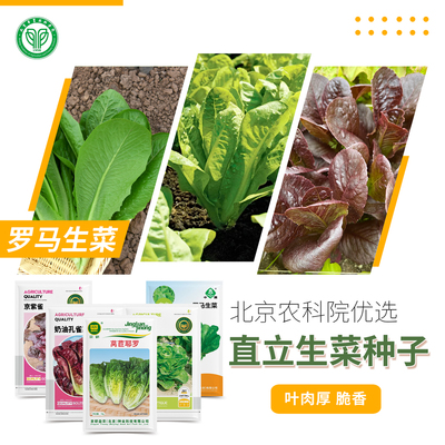 北京农科院生菜种子罗马孔雀菜