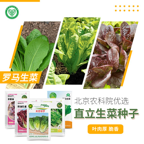 北京农科院生菜种子罗马孔雀菜