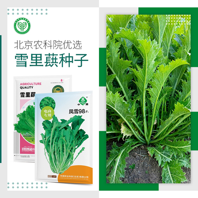 农科院雪里蕻种子耐寒九头鸟雪菜腌渍阳台盆栽露地秋冬季蔬菜种籽