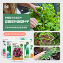 京农研叶菜类花菜香菜小葱鸡毛菜茼蒿芝麻菜紫苏茴香易种蔬菜种籽