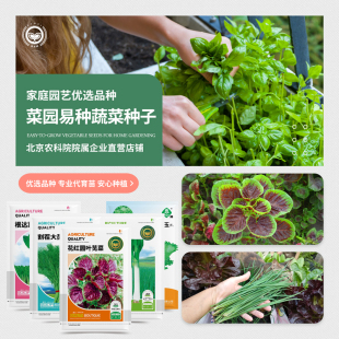 京农研叶菜类花菜香菜小葱鸡毛菜茼蒿芝麻菜紫苏茴香易种蔬菜种籽