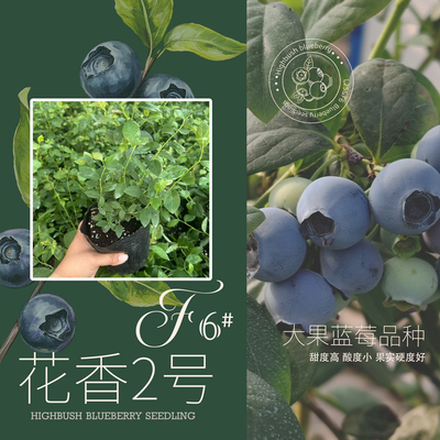 农科院蓝莓苗果大高产耐热易管理