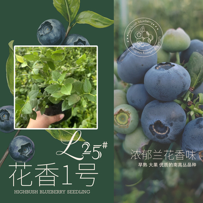 农科院蓝莓树苗耐热高产大果盆栽