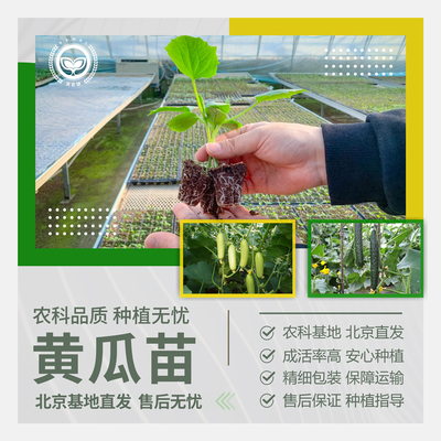 农科院黄瓜苗绿心黄瓜水果玉女瓜