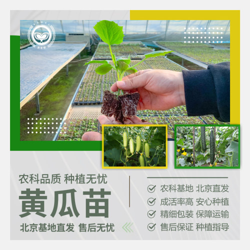 农科院黄瓜苗绿心黄瓜水果玉女瓜
